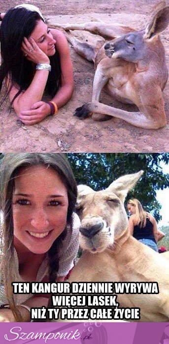 Ten kangur wyrywa więcej lasek, niż Ty...