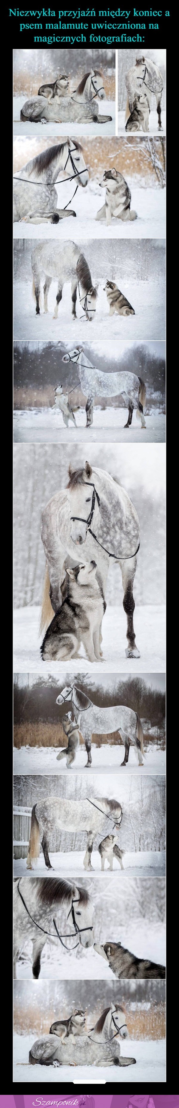 Niezwykła przyjaźń między koniem a psem. Magiczne fotografie!