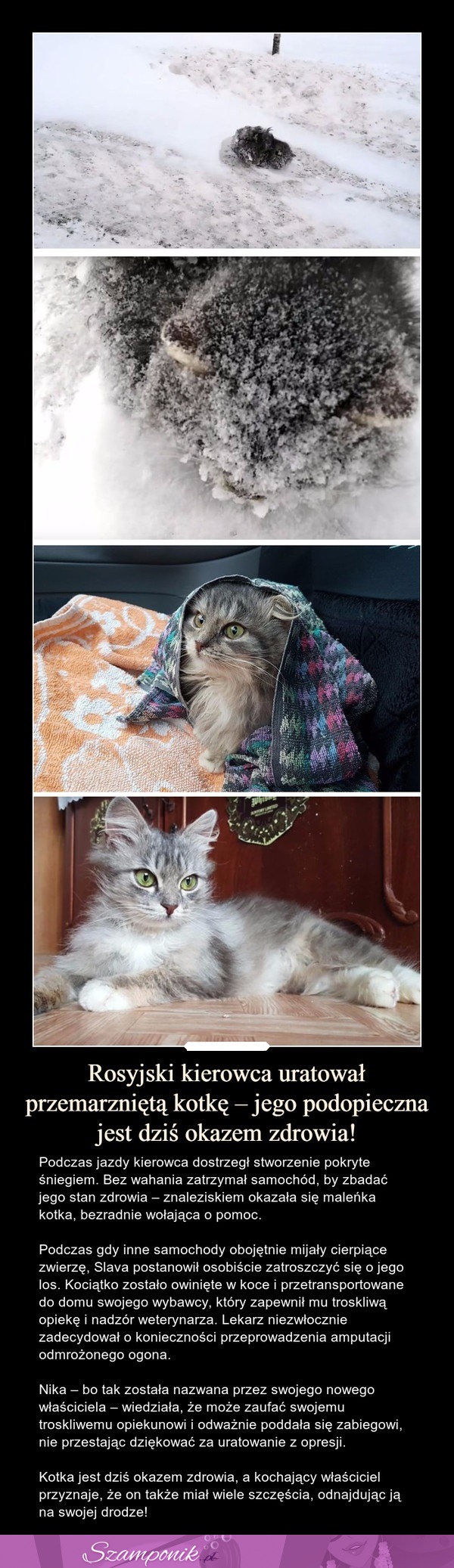 Rosyjski kierowca uratował przemarzniętą kotkę - jego podopieczna jest dziś okazem zdrowia!