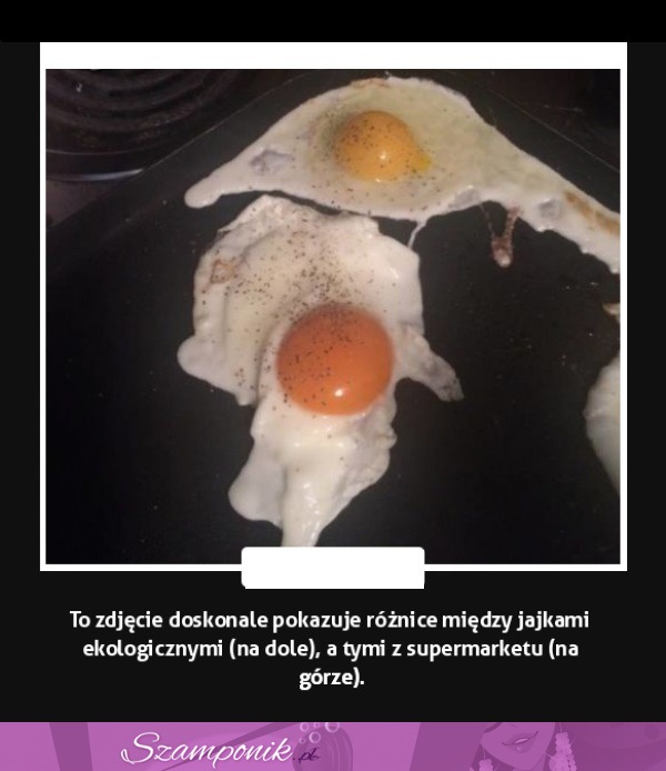 To zdjęcie pokazuje doskonale RÓŻNICĘ między jajkami ekologicznymi, a tymi z marketu