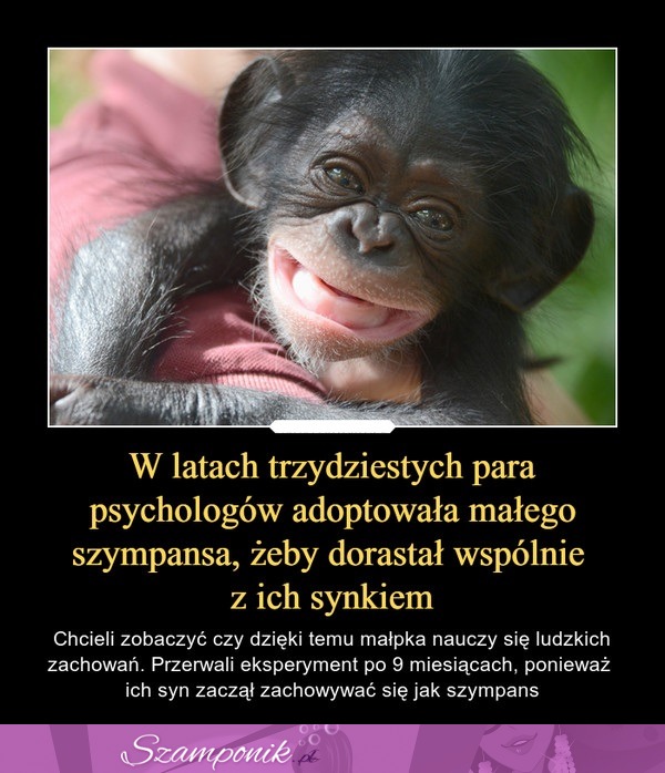 Para psychologów adoptowała małego szympansa...