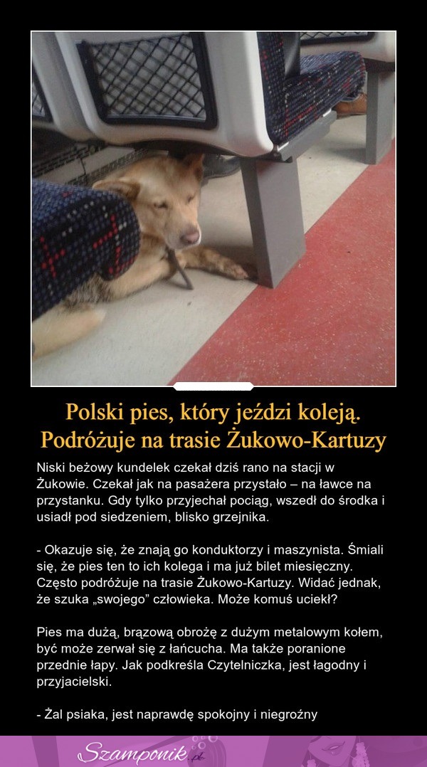 Polski pies, który jeździ koleją. Podróżuje na trasie Żukowo-Kartuzy