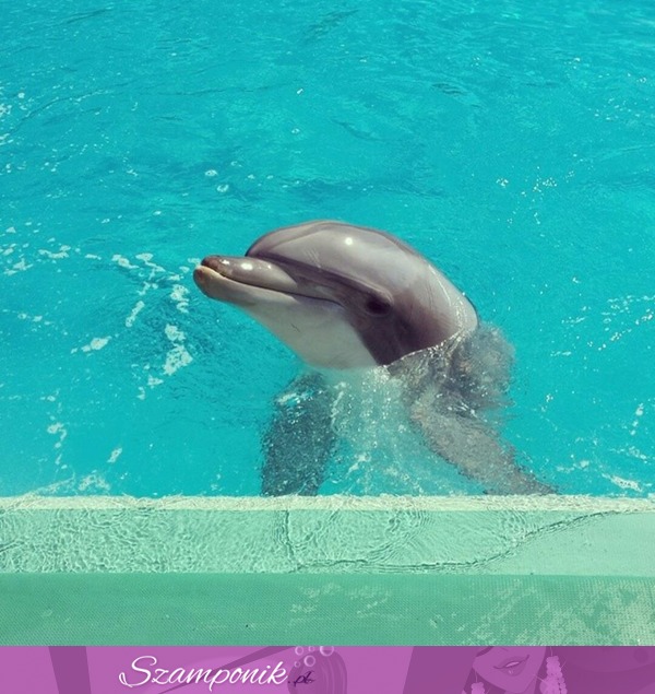 Słodki delfinek