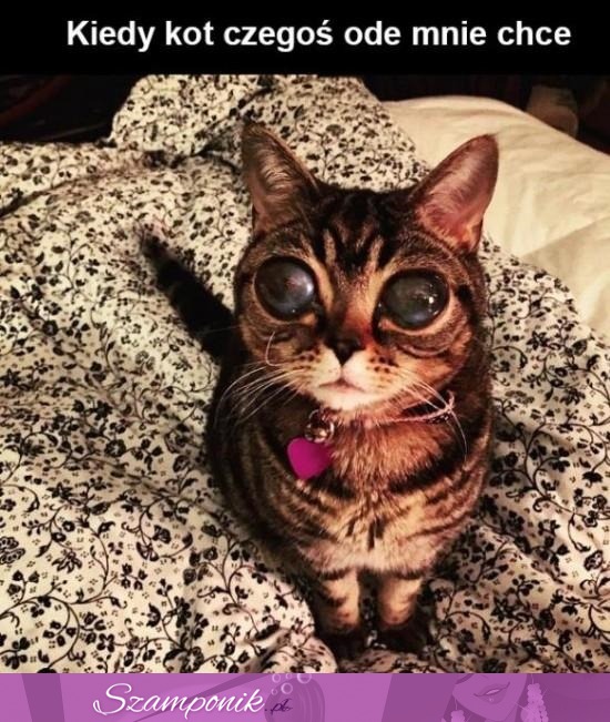 Kocie oczy ♥