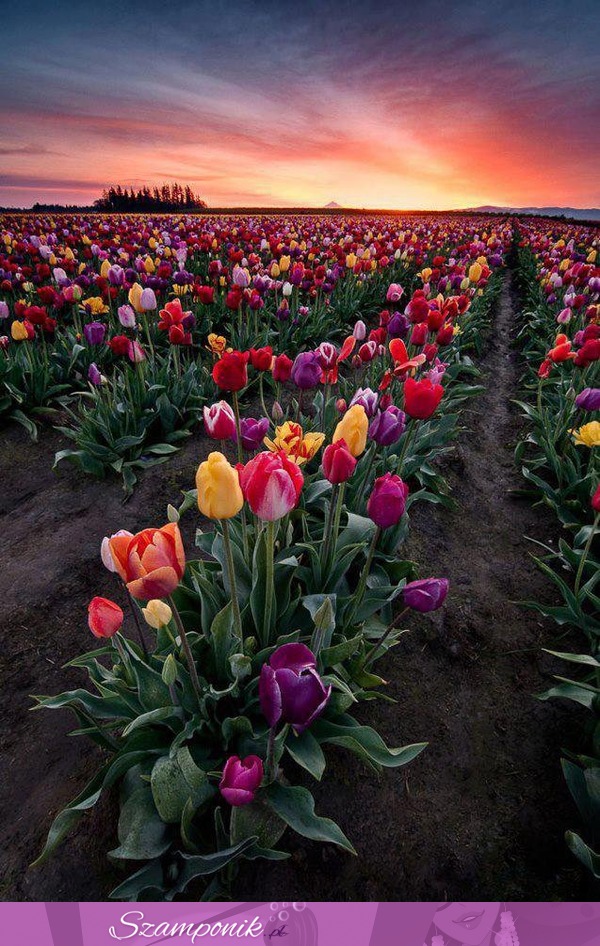 Pole tulipanów <3